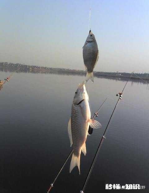 冬天串钩钓鱼是不是点一下就拉有何技巧
