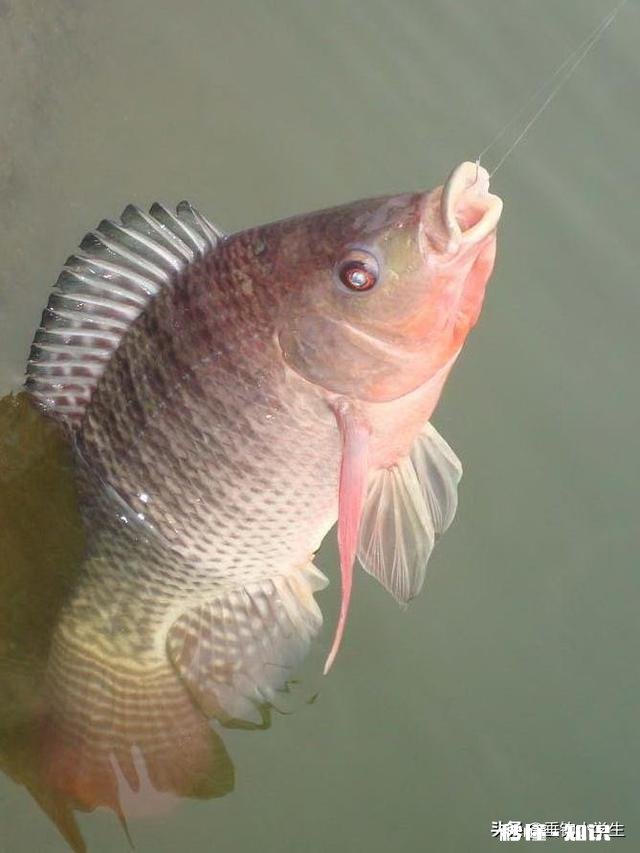 罗非鱼会吃它的孩子吗