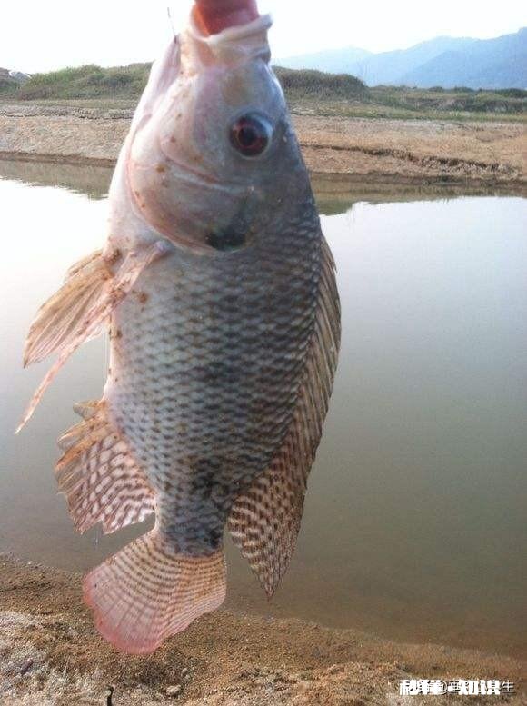 罗非鱼会吃它的孩子吗