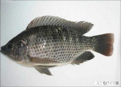 罗非鱼会吃它的孩子吗