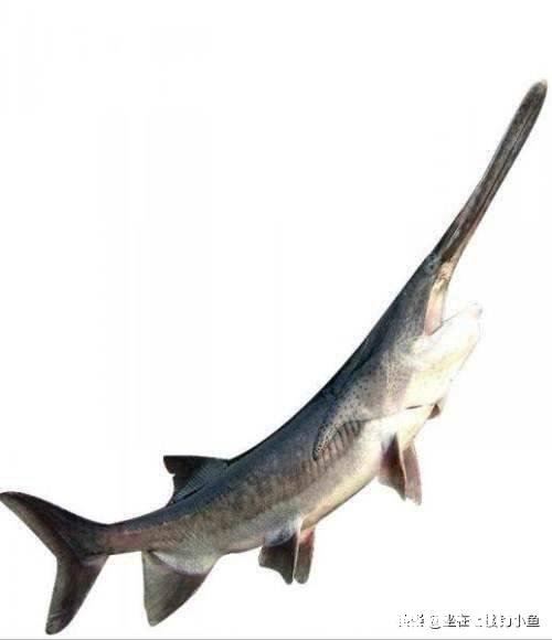 钓马口白条套装去海边可以用吗?能钓到什么鱼