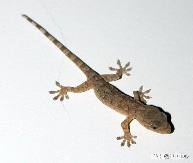 你还知道大自然中哪些动物的本领请写出一种并简要描述