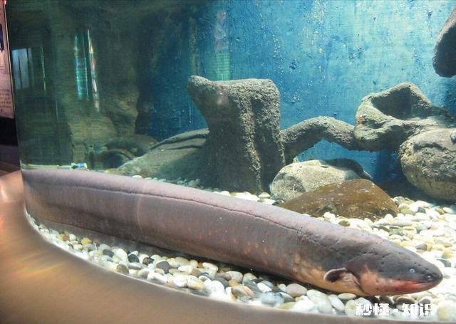 你还知道大自然中哪些动物的本领请写出一种并简要描述