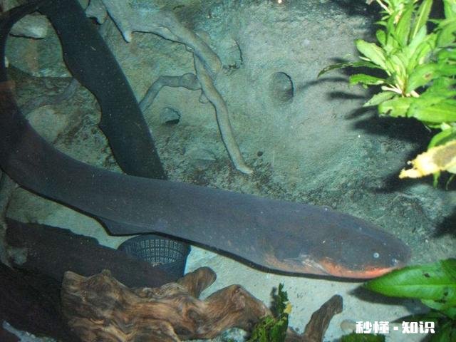 你还知道大自然中哪些动物的本领请写出一种并简要描述