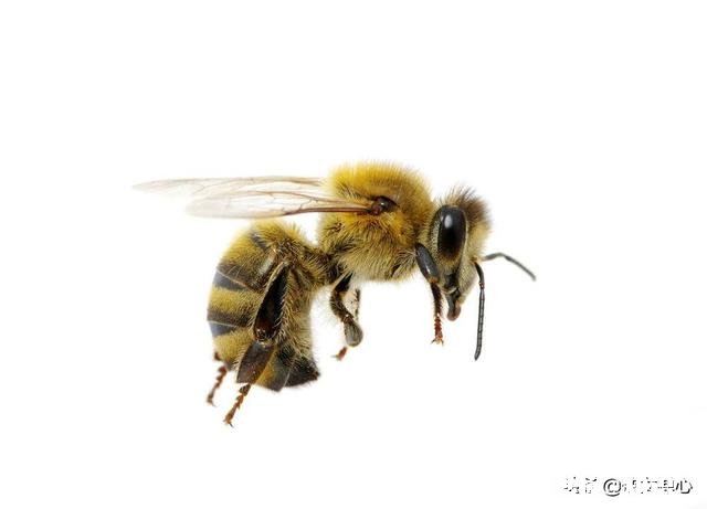 你还知道大自然中哪些动物的本领请写出一种并简要描述