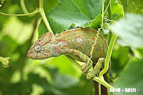 你还知道大自然中哪些动物的本领请写出一种并简要描述