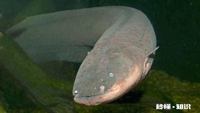 你还知道大自然中哪些动物的本领请写出一种并简要描述