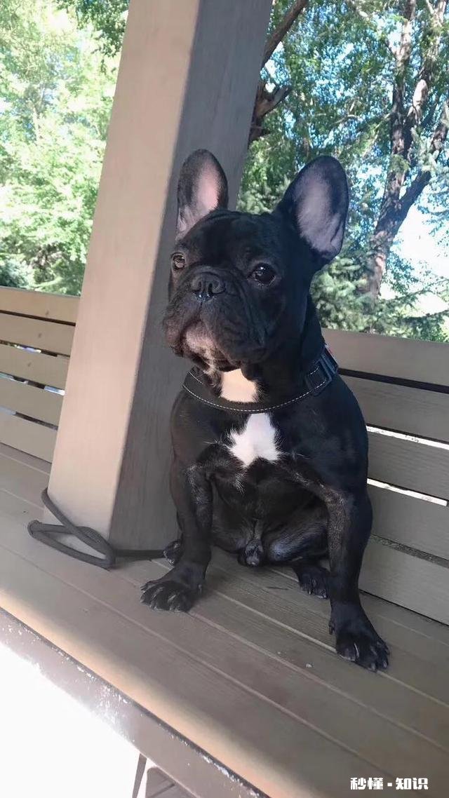 犬界中，哪些狗狗是黏人怪