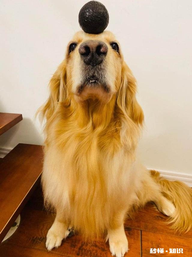 犬界中，哪些狗狗是黏人怪