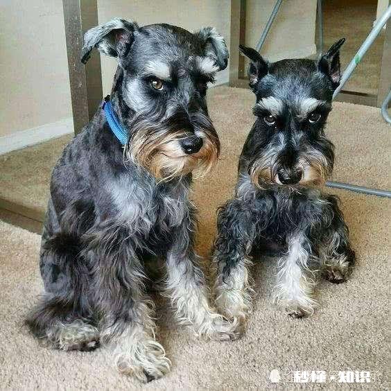 犬界中，哪些狗狗是黏人怪