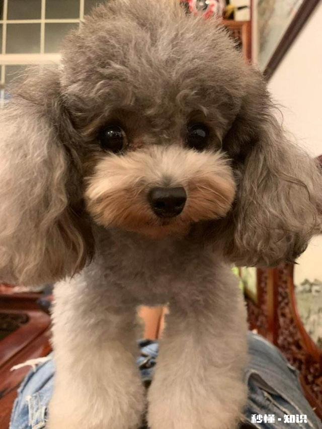 犬界中，哪些狗狗是黏人怪