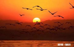 上联：雪梅映山红，悄然走西东。求对下联