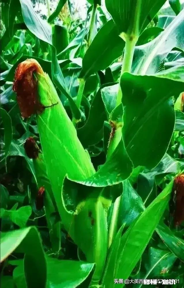 2022年新疆承包土地费多少