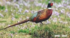 2022年新疆承包土地费多少