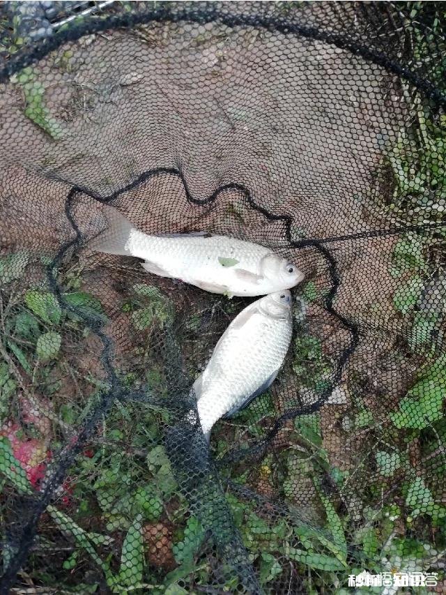 有哪些深冬季节钓鲫鱼的饵料配方