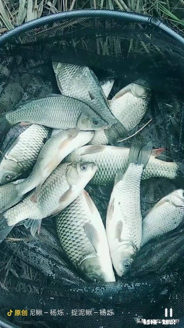 有哪些深冬季节钓鲫鱼的饵料配方