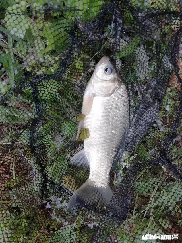 有哪些深冬季节钓鲫鱼的饵料配方