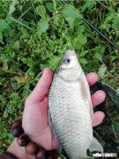 有哪些深冬季节钓鲫鱼的饵料配方