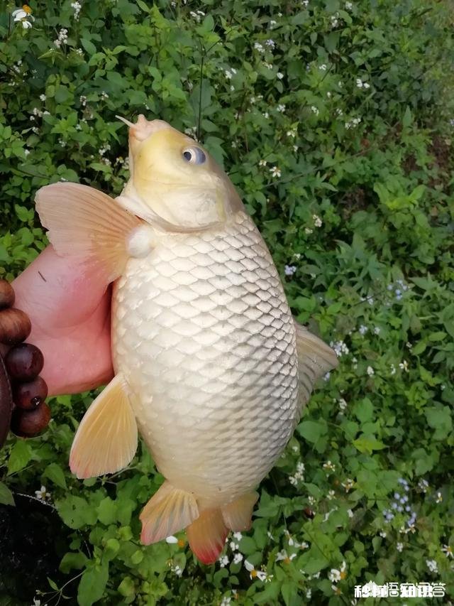 有哪些深冬季节钓鲫鱼的饵料配方