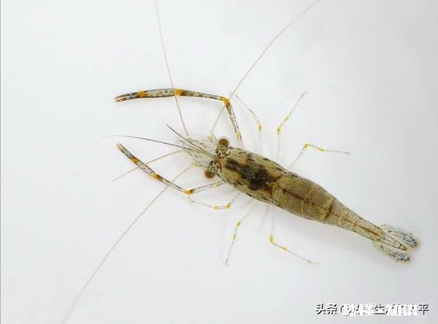 河虾脱卵后小虾怎么养