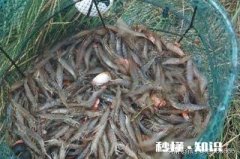 河虾脱卵后小虾怎么养