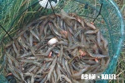 河虾脱卵后小虾怎么养