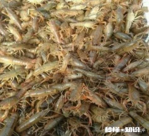 河虾脱卵后小虾怎么养