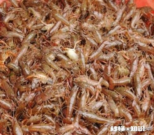 河虾脱卵后小虾怎么养