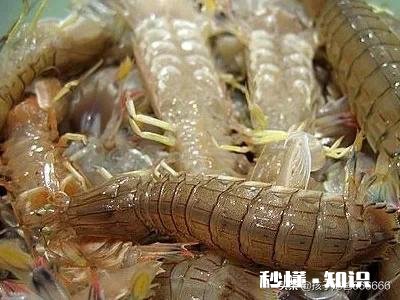 河虾脱卵后小虾怎么养