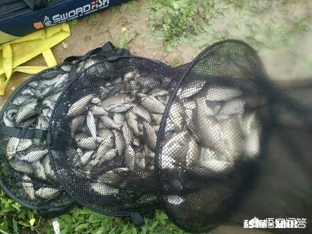 秋季野钓小河钓鲫不上鱼