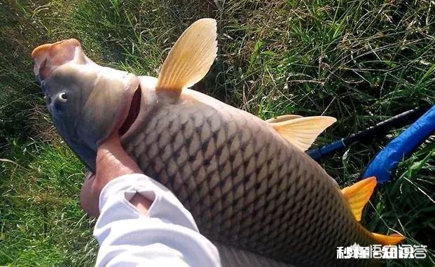 现在钓鱼天气热,是下雨天前,还是下雨中、下雨后好钓为什么