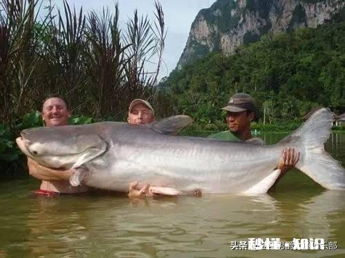冬季野钓用饵料好还是蚯蚓好