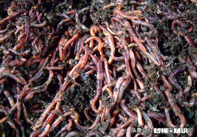 冬季野钓用饵料好还是蚯蚓好