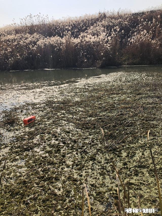 冬季野钓用饵料好还是蚯蚓好