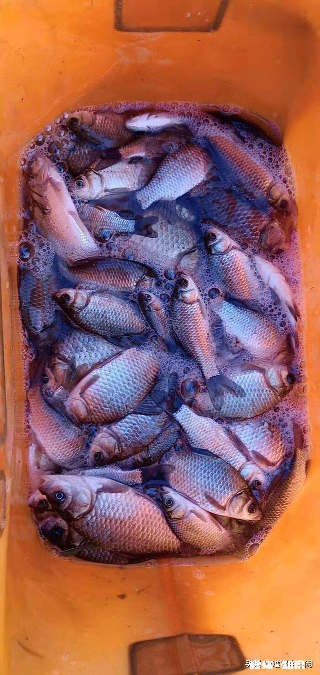 冬季野钓用饵料好还是蚯蚓好