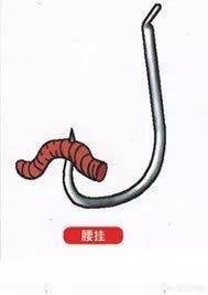 用蚯蚓钓鲫鱼时，怎样才能使蚯蚓不滑好挂钩