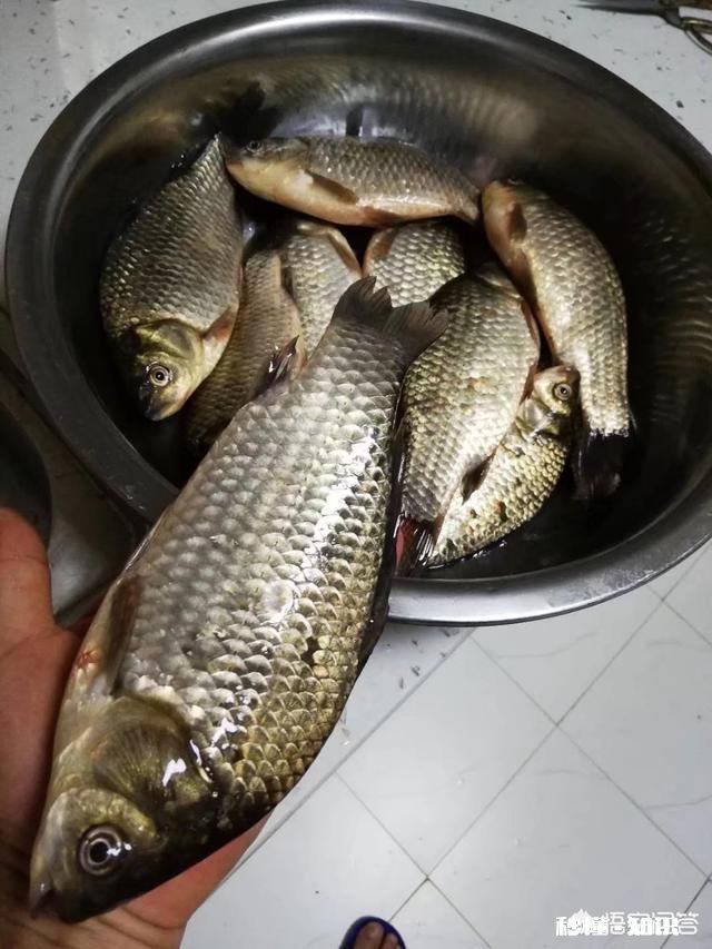 用蚯蚓钓鲫鱼时，怎样才能使蚯蚓不滑好挂钩