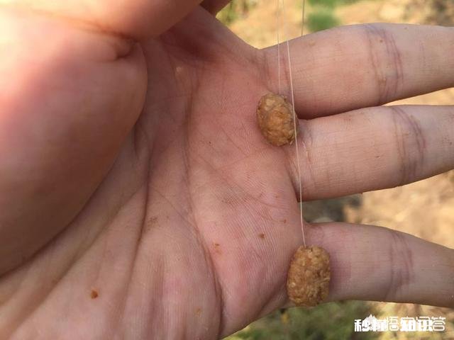 用蚯蚓钓鲫鱼时，怎样才能使蚯蚓不滑好挂钩