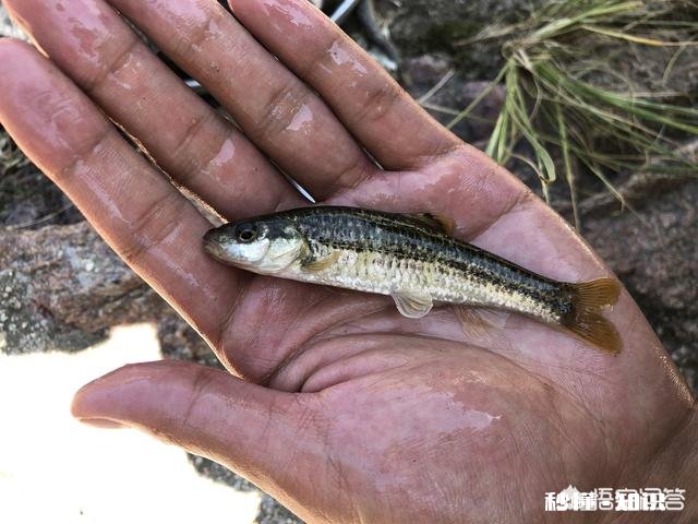 用蚯蚓钓鲫鱼时，怎样才能使蚯蚓不滑好挂钩