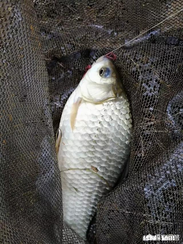 用蚯蚓钓鲫鱼时，怎样才能使蚯蚓不滑好挂钩