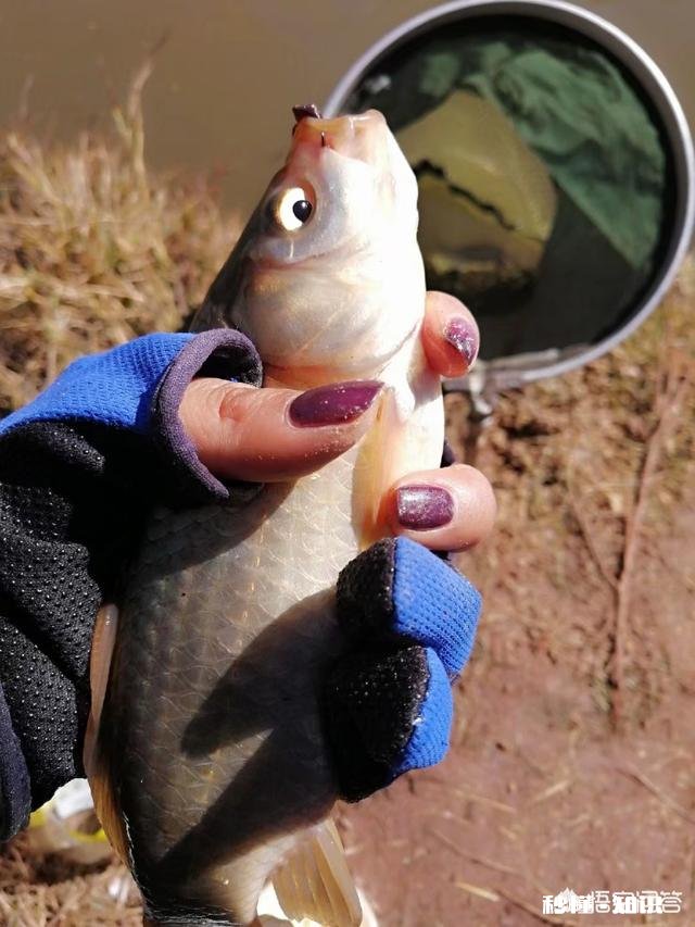 用蚯蚓钓鲫鱼时，怎样才能使蚯蚓不滑好挂钩