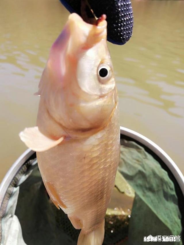 用蚯蚓钓鲫鱼时，怎样才能使蚯蚓不滑好挂钩