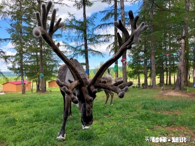 8月中旬，自驾去漠河能看到北极光吗