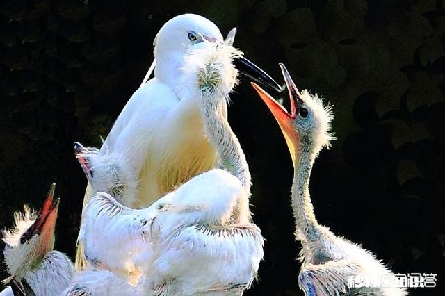 父母意愿和梦想面前，我该如何选择