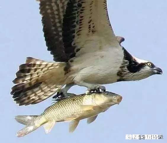 鱼塘的鱼发生病变还能喂食吗