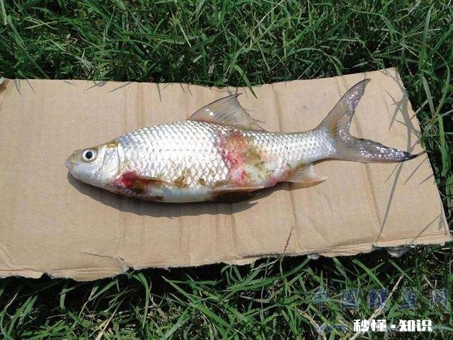 鱼塘的鱼发生病变还能喂食吗