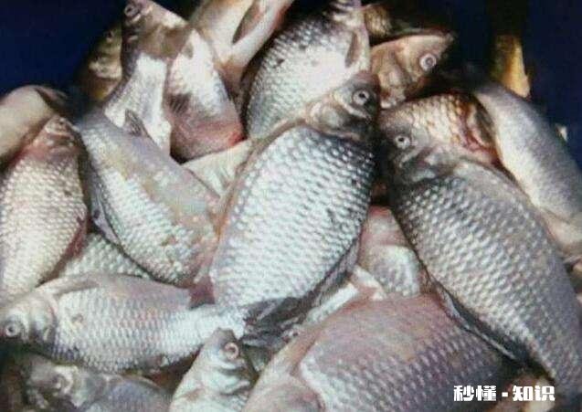 鱼塘的鱼发生病变还能喂食吗