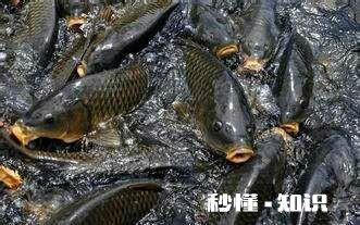 鱼塘的鱼发生病变还能喂食吗