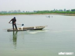鱼塘的鱼发生病变还能喂食吗