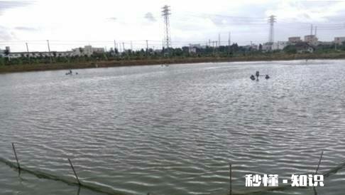 鱼塘的鱼发生病变还能喂食吗